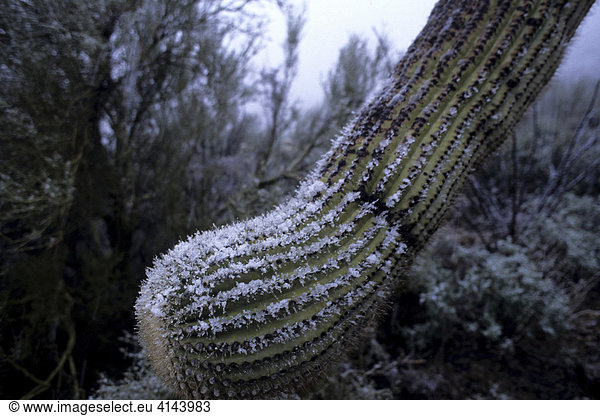 USA  United States of America  Arizona: Snow on a Saguaro cactus.