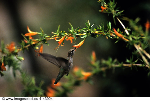USA  United States of America  Arizona: Sonora desert  Hummingbird at a blossom.
