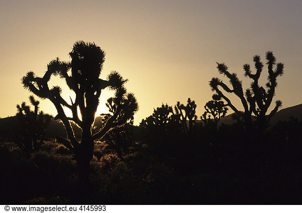 USA  United States of America  California: Yosuha trees  Mojave Desert.