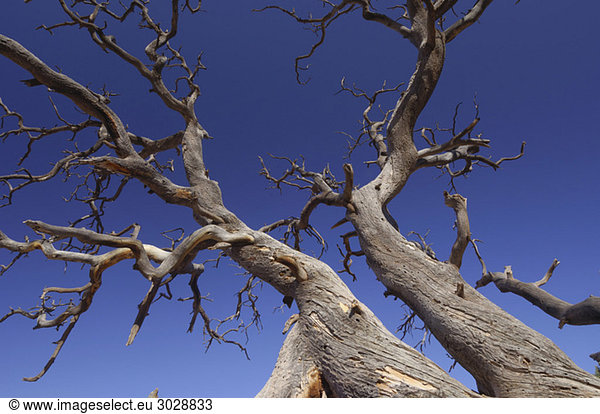USA  Utah  Alter Baum gegen blauen Himmel  Tiefblick  Nahaufnahme