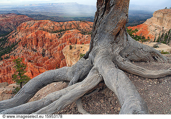 USA  Utah  Wurzeln eines toten Baumes im Bryce Canyon National Park