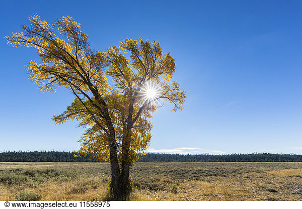 USA  Wyoming  Rocky Mountains  Grand Teton National Park  Espe im Herbst