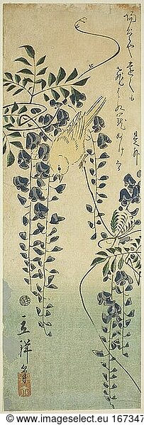 Utagawa Hiroshige II (Shigenobu)  1826–1869.Canary and wisteria  1865.Color woodblock print  chutanzaku  35.8 × 12.2 cm.Inv. No. 1925.3621 Chicago  Art Institute.