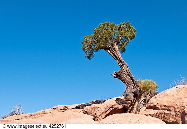 Utah Juniper  Juniperus osteosperma  at Torowep Point  Tuweep Area  Grand Canyon North Rim  Arizona  USA