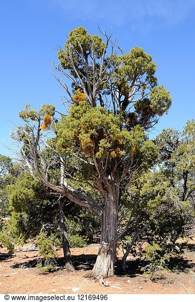 Utah juniper (Juniperus osteosperma) is a shrub or small tree native to southwestern USA. Specimen affected by juniper dwarf mistletoe (Arceuthobium oxycedri) a parasitic plant. This photo was taken in Grand Canyon National Park  Arizona  USA.