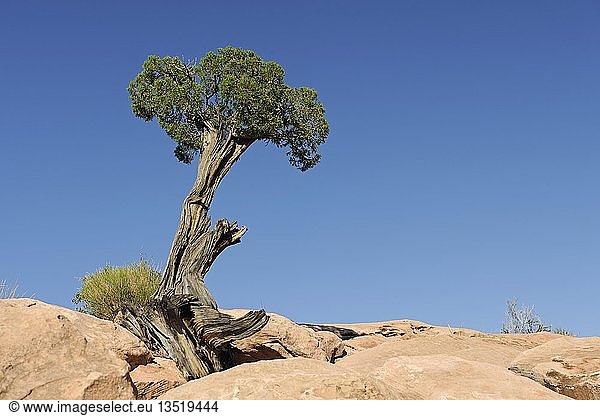 Utah-Wacholder (Juniperus osteopserma),  wächst im Fels,  Grand Canyon,  Arizona,  USA,  Nordamerika