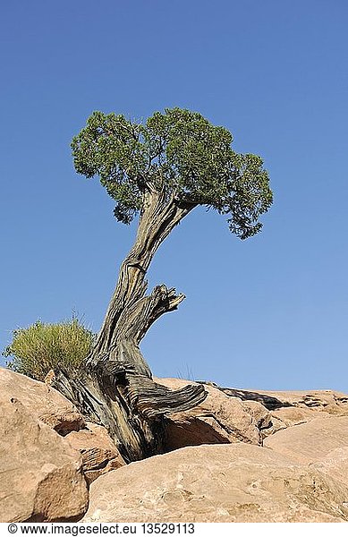 Utah-Wacholder (Juniperus osteosperma),  wächst zwischen Felsen,  Grand Canyon,  Arizona,  USA,  Amerika,  Nord-Amerika