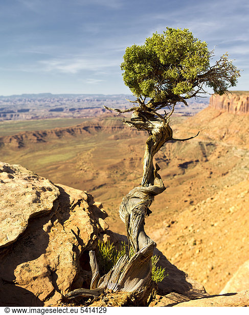 Utah-Wacholder (Juniperus osteosperma)  Grand View Point  Island in the Sky  Canyonlands Nationalpark  Utah  USA