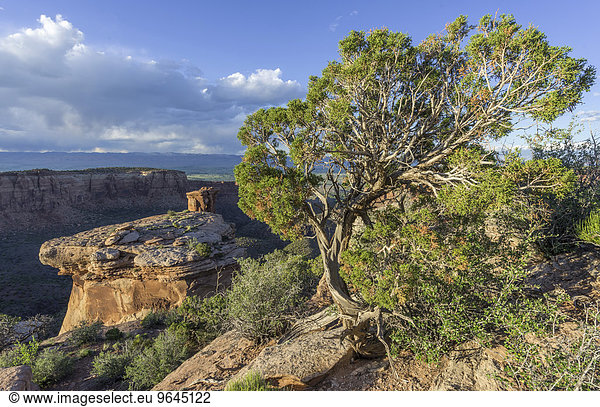Utah-Wacholder (Juniperus osteosperma) im Abendlicht  beim Monument Canyon  Colorado National Monument  Grand Junction  Colorado  USA  Nordamerika