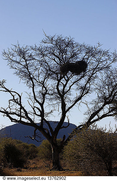 Vögel&akut; Nester im Baum