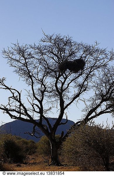 Vögel&akut; Nester im Baum  Südafrika.