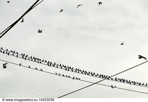 Vögel an Stromleitungen