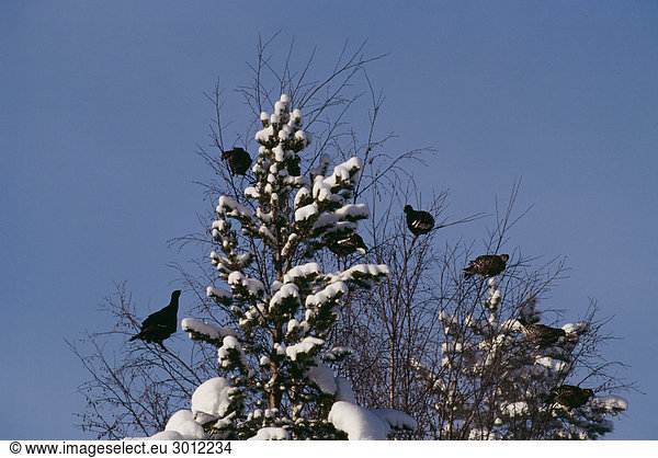 Vögel auf Schnee bedeckt Baum