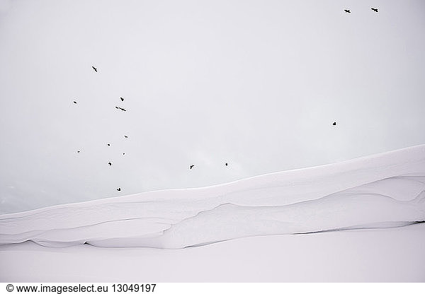 Vögel fliegen am Himmel über schneebedeckter Landschaft