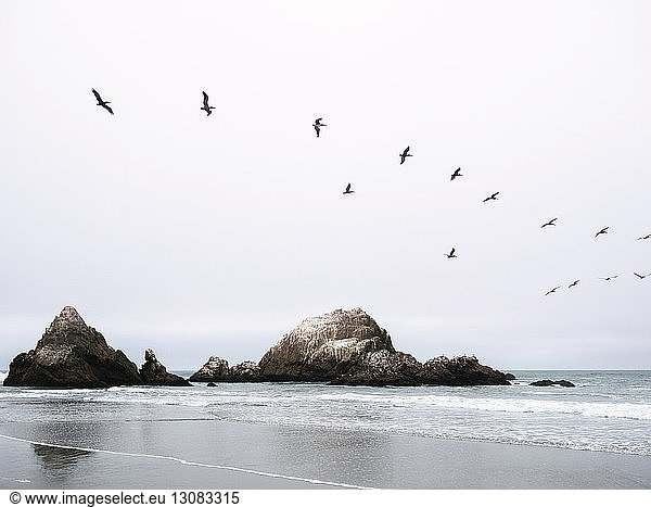 Vögel fliegen über das Meer