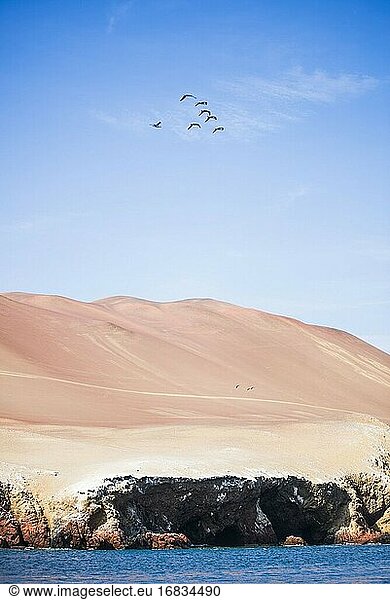 Vögel fliegen über dem Paracas National Reserve  Paracas  Region Ica  Peru