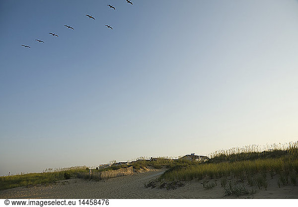 Vögel fliegen über den Strand