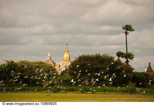 Vögel im Flug  Pagoden im Hintergrund  Bagan  Myanmar