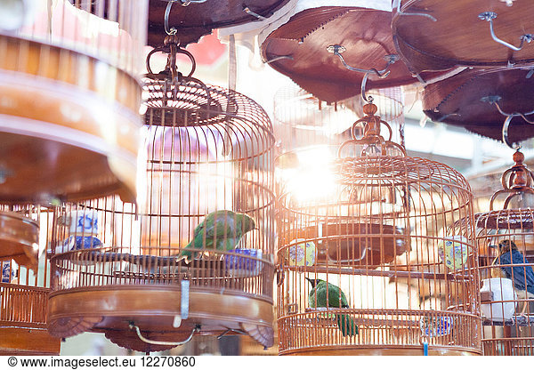 Vögel in Kupfervogelkäfigen  Hongkong  China  Ostasien