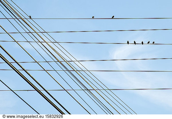 Vögel schnappen in Stromkabeln