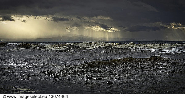 Vögel schwimmen auf Wellen gegen bewölkten Himmel