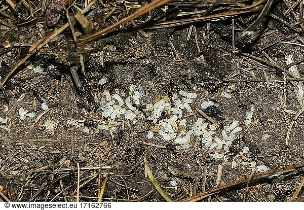 Vadnais Heights  Minnesota. John H. Allison Wald. Kolonie schwarzer Ameisen  die sich um Larven kümmern  aus denen einige schlüpfen.