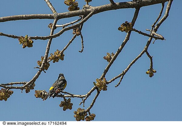 Vadnais Heights  Minnesota. Vadnais Lake Regional Park. Männlicher Yellow-rumped Warbler  Dendroica coronata'  sitzt im Frühjahr in einem neu austreibenden Baum.