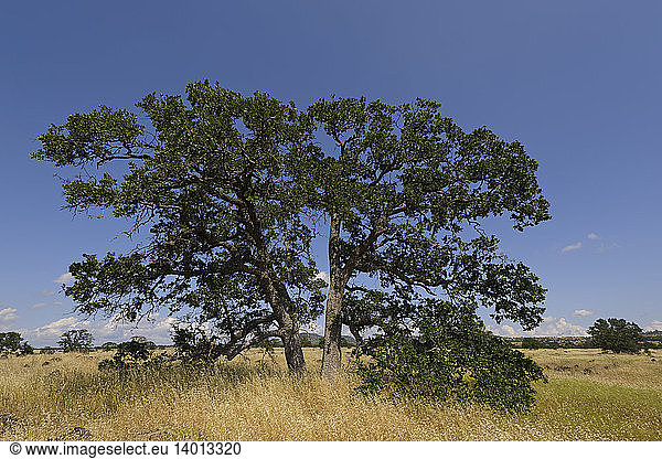 Valley Oak Tree