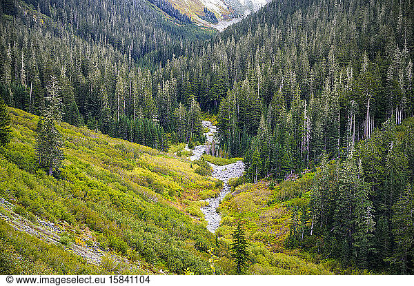 Valley with fall colors and evergreen trees
