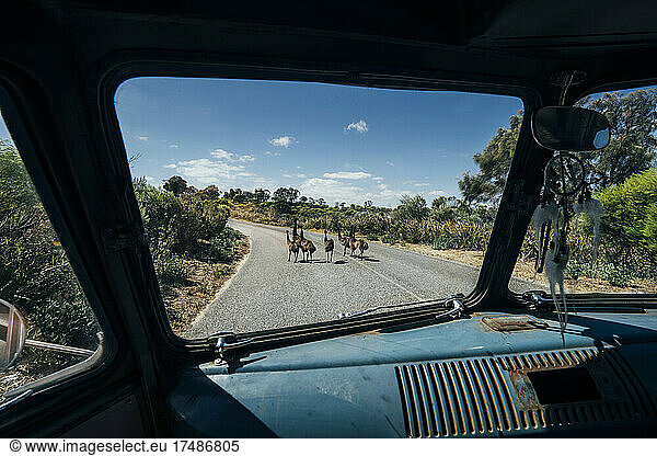 Van stopped for emus crossing sunny road  Australia