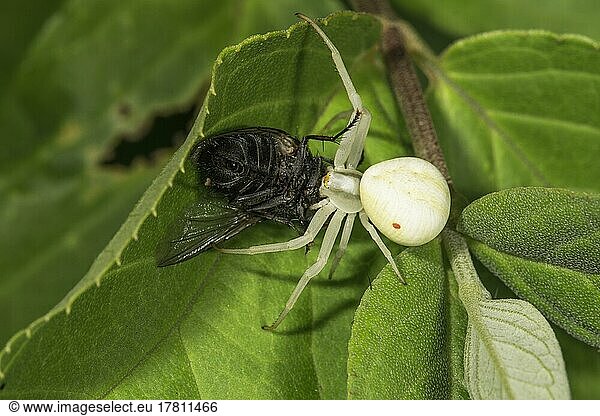 Variable crab spider (Misumena vatia) sucking on its prey  a flesh fly  Baden-Württemberg  Germany  Europe