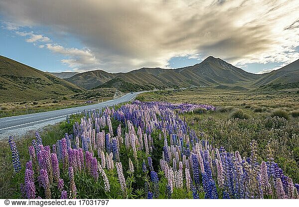 Variegated lupines (Lupinus polyphyllus) in mountain landscape  pass road at Lindis Pass  Southern Alps  Otago  South Island  New Zealand  Oceania