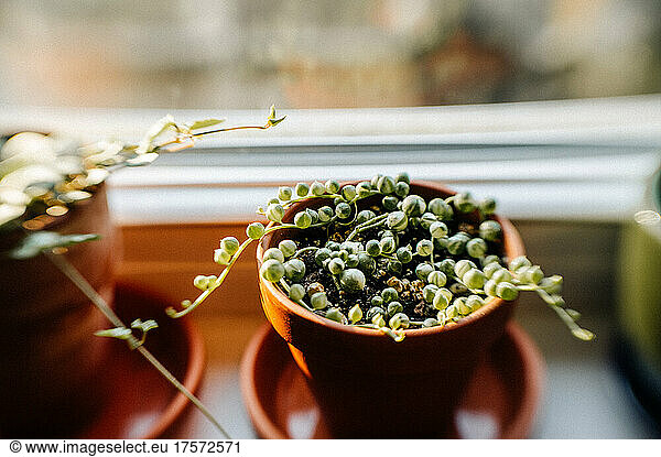 variegated string of pearls in a terracotta pot on a windowsill