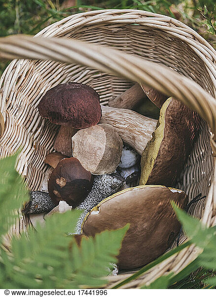 Variety of mushrooms in basket