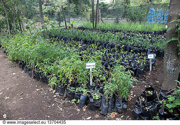 Variety of tree seedlings in polythene pots at the tree nursery of the Field Studies Centre at Elsamere  Lake Naivasha  Kenya.