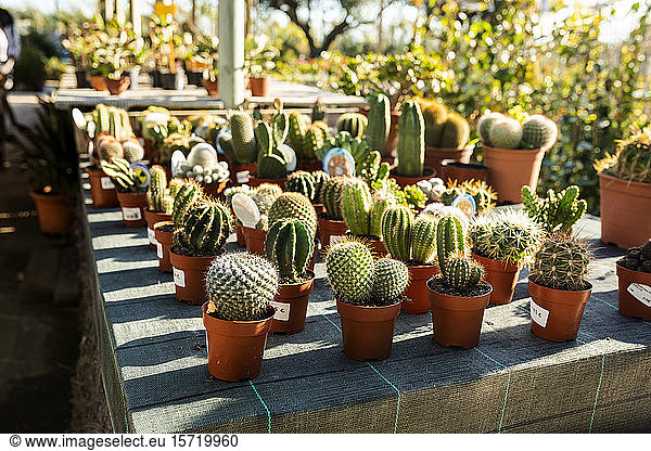 Various cacti for sale at plant nursery