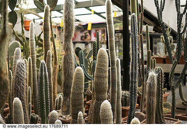 Various cactus growing in garden