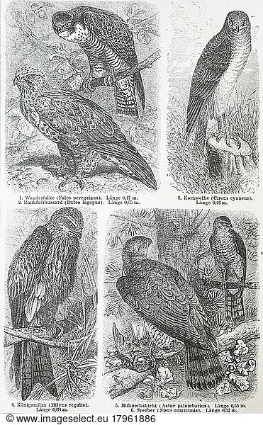 Various falcons (Falco)  birds of prey of the genus comprising about 40 species  Historic  digitally restored reproduction of an original 19th-century original