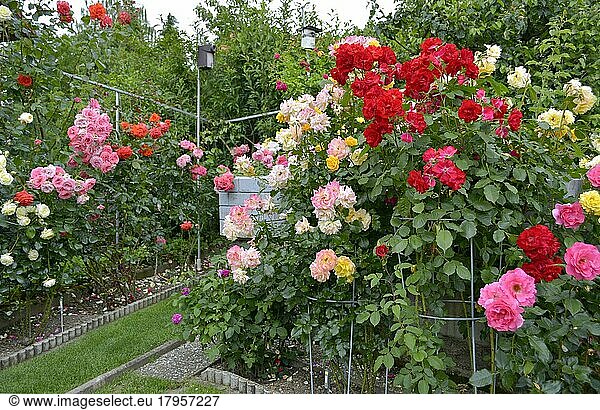 Various roses in bloom in the rose garden