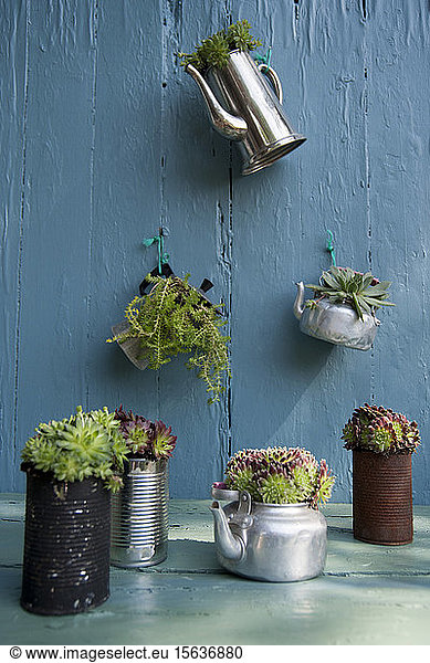 Various succulent plants on table and wall at home