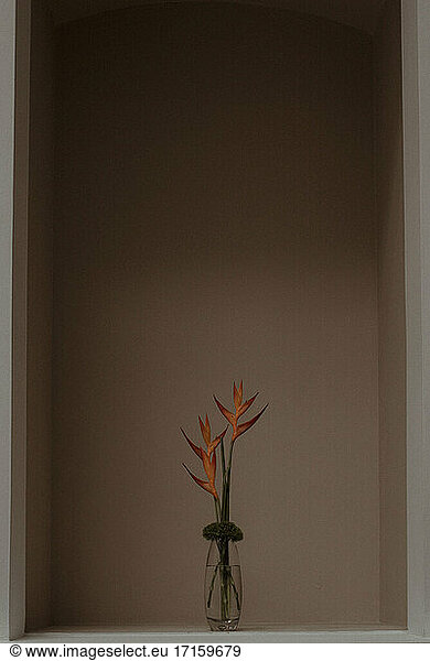Vase mit orangefarbenen Strelitzienblüten