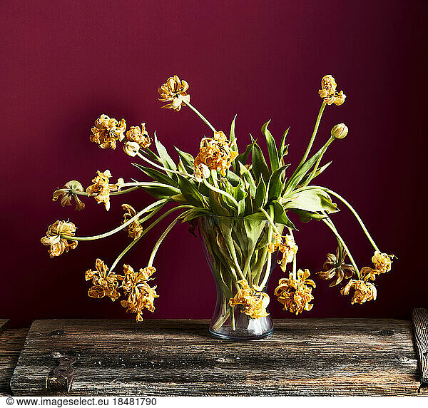 Vase of withered tulips on wooden plank against maroon background