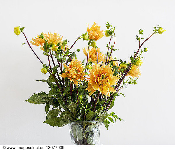 Vase with yellow flowers in white background