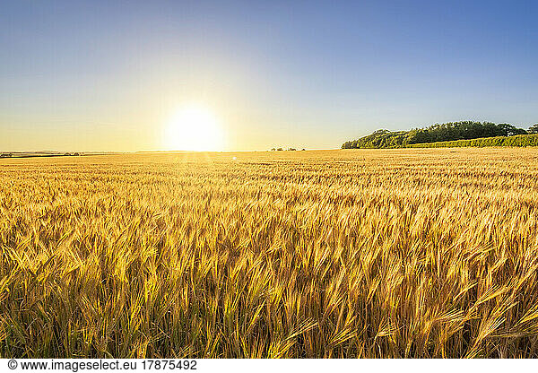 Vast barley field at summer sunset