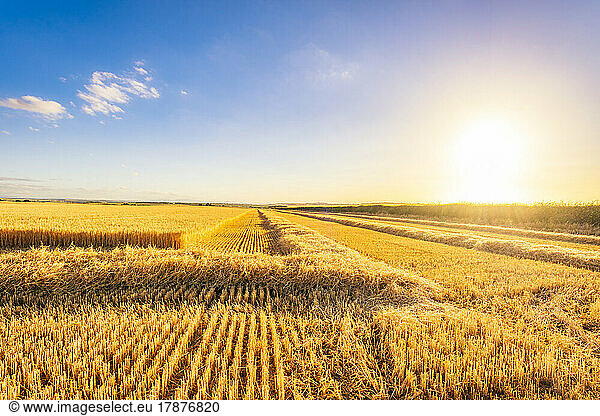 Vast barley field at summer sunset