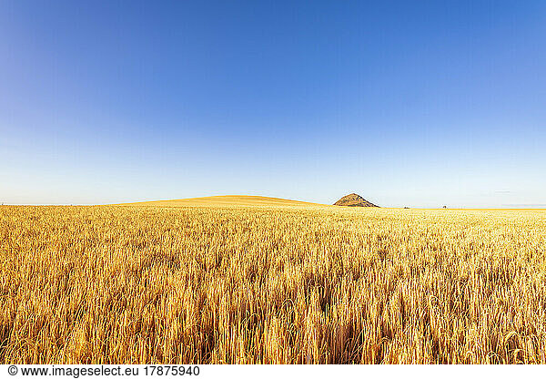Vast barley field in summer