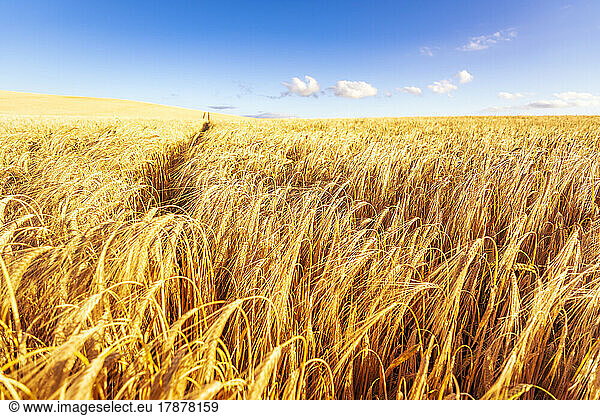 Vast barley field in summer