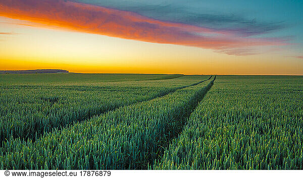Vast green field at springtime sunset