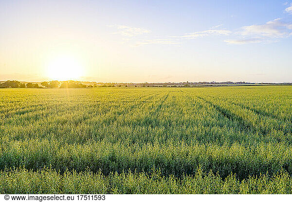 Vast green oat (Avena Sativa) field at summer sunset