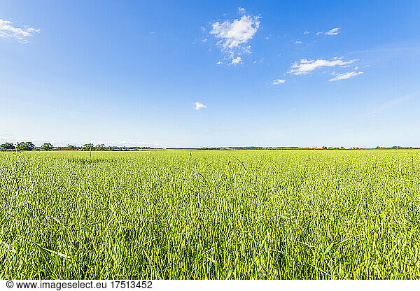 Vast green oat (Avena sativa) field in summer